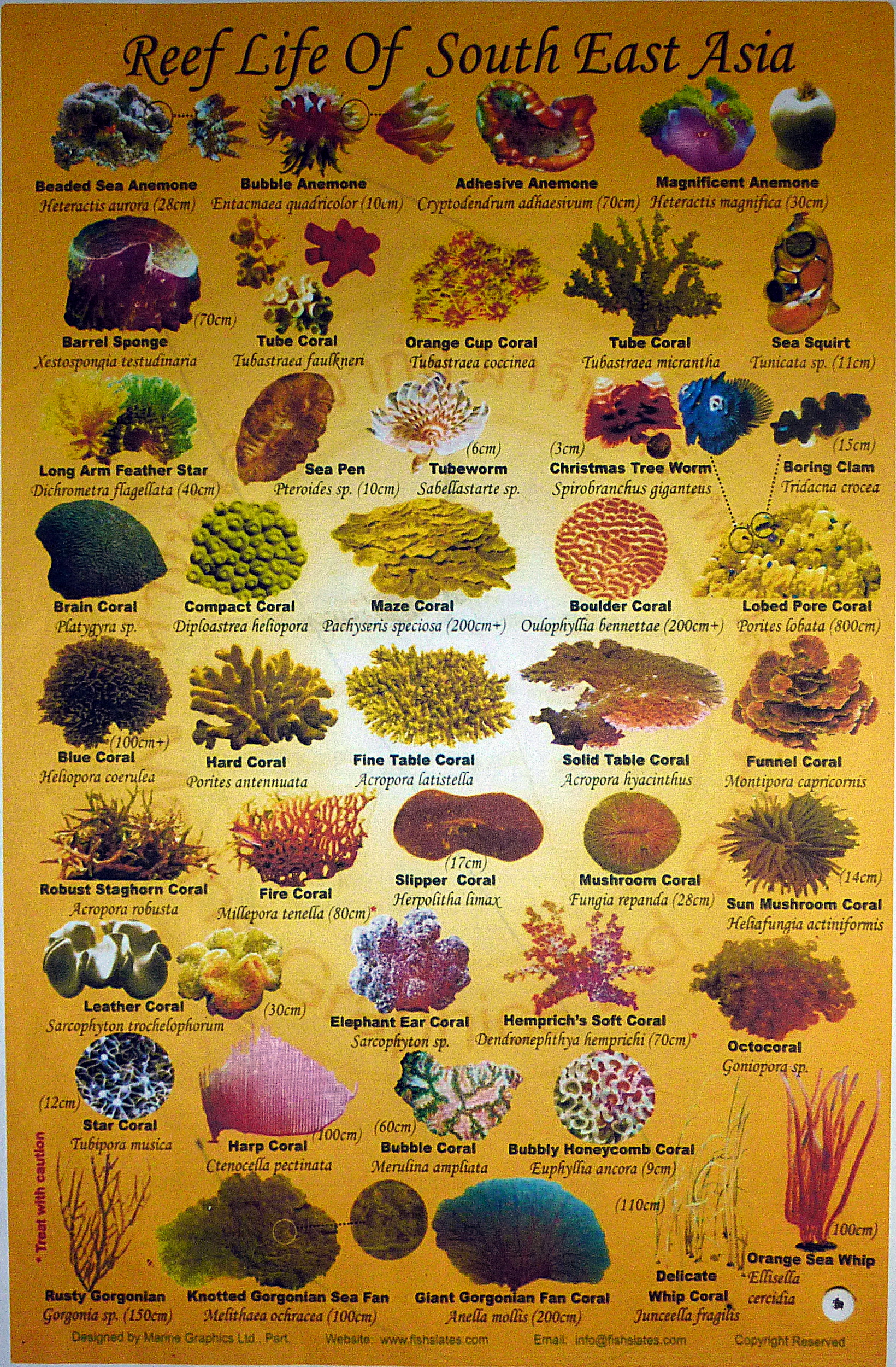 2011 - 03 - Faune et flore aquatique asie du sud est 4